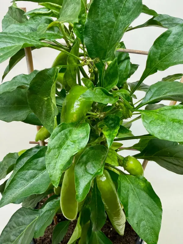 Edible 'Sweet Pepper' houseplant
