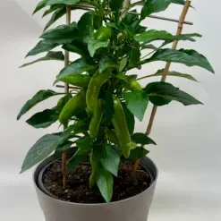 Edible 'Sweet Pepper' — additional view