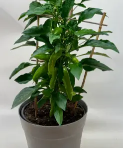 Edible 'Sweet Pepper' — additional view