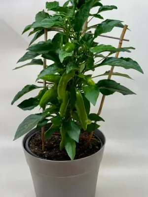 Edible 'Sweet Pepper' — additional view