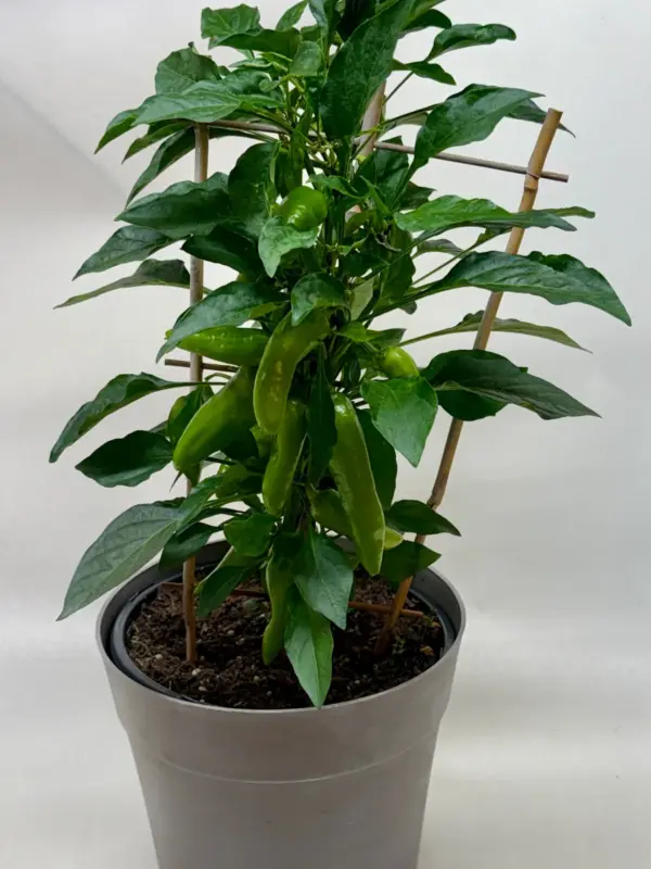 Edible 'Sweet Pepper' — additional view