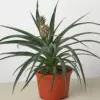 Bromeliad 'Yellow Pineapple' houseplant