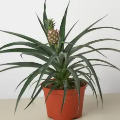 Bromeliad 'Yellow Pineapple' houseplant