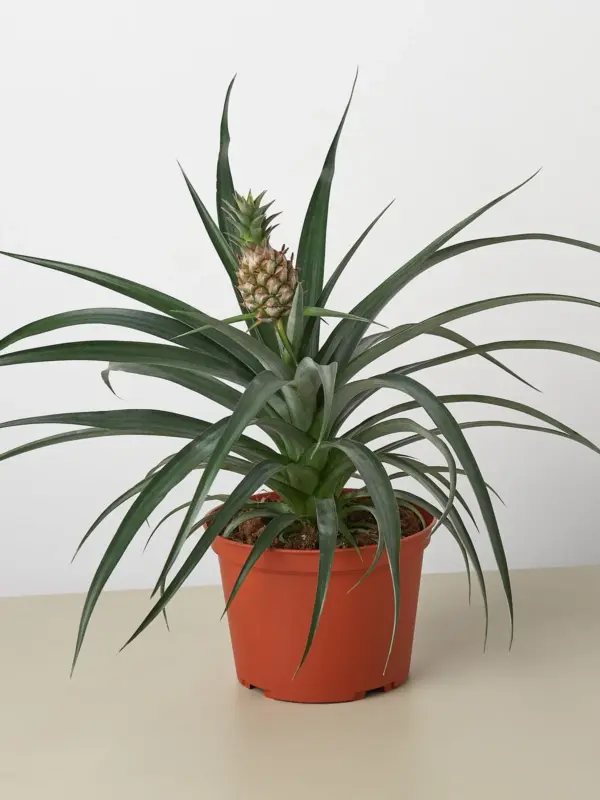 Bromeliad 'Yellow Pineapple' houseplant
