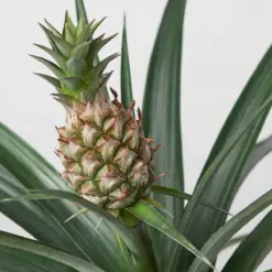 Bromeliad 'Yellow Pineapple' — additional view