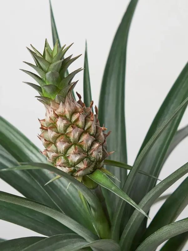 Bromeliad 'Yellow Pineapple' — additional view