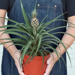 Bromeliad 'Yellow Pineapple' — additional view