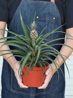 Bromeliad 'Yellow Pineapple' — additional view