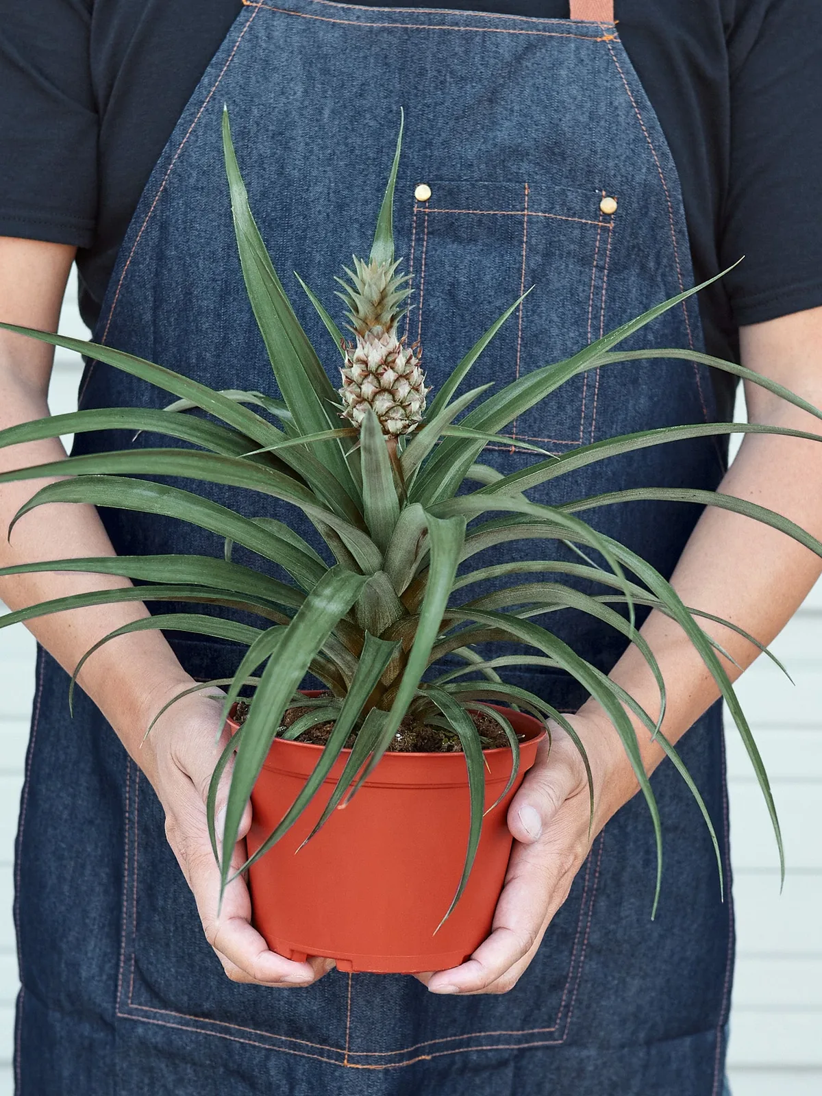 Bromeliad 