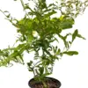 ED Pomegranate houseplant