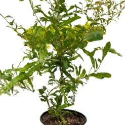 ED Pomegranate houseplant