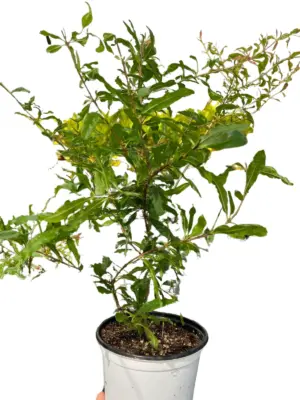 ED Pomegranate houseplant