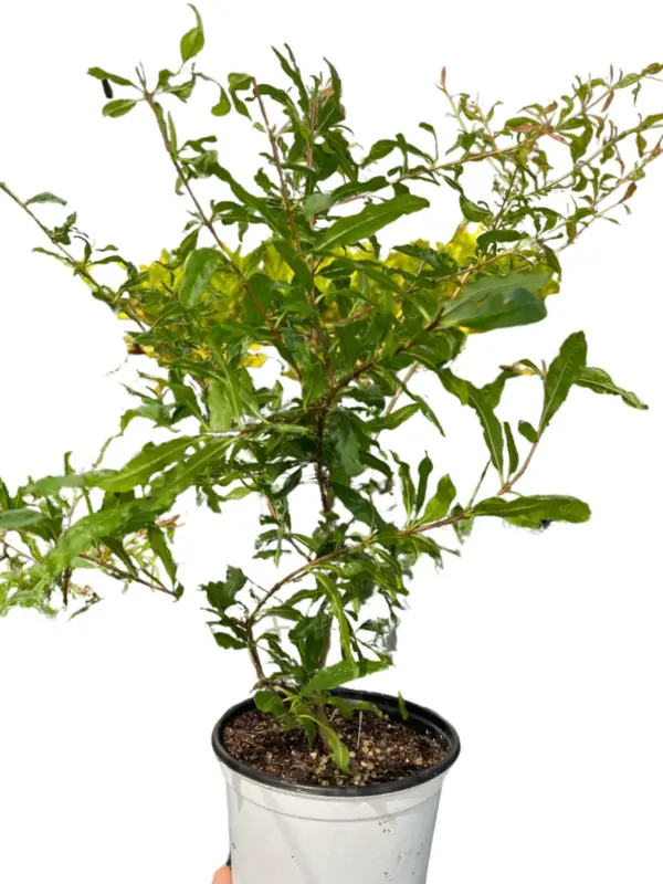 ED Pomegranate houseplant