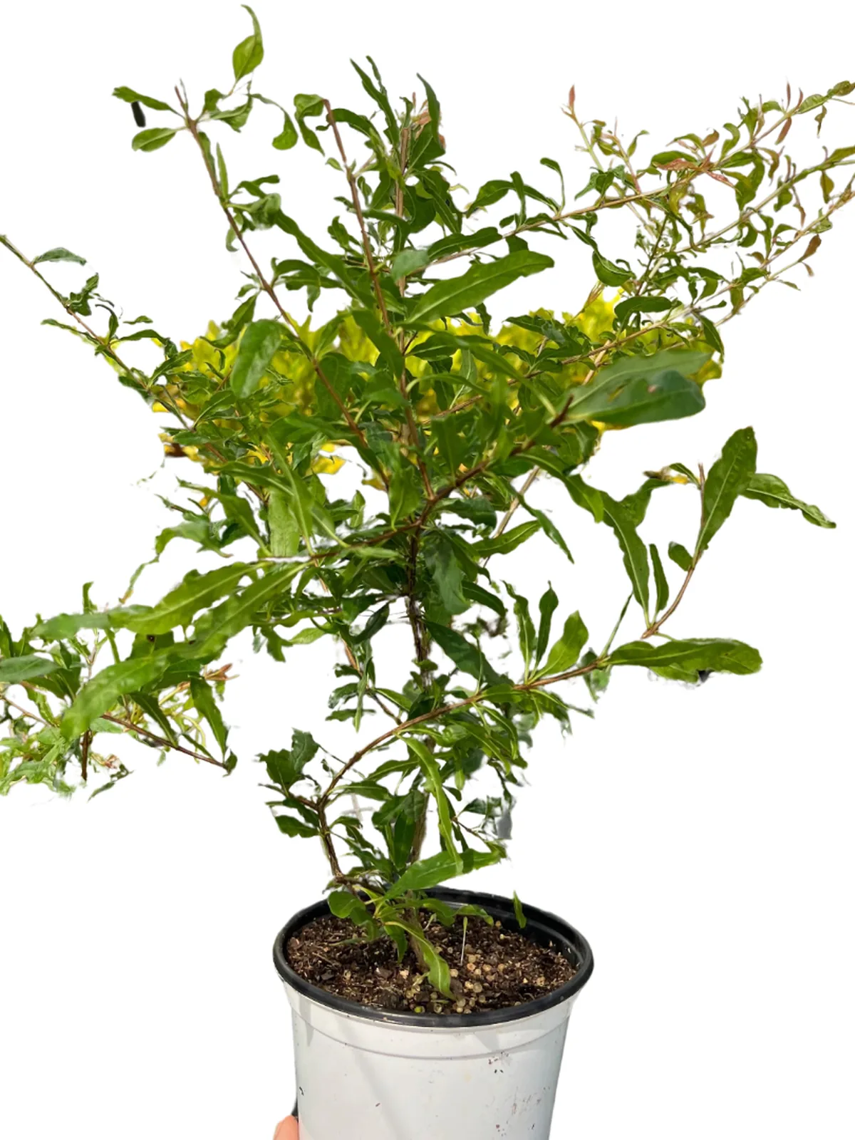 ED Pomegranate houseplant