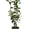 ED Tea houseplant