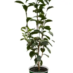 ED Tea houseplant