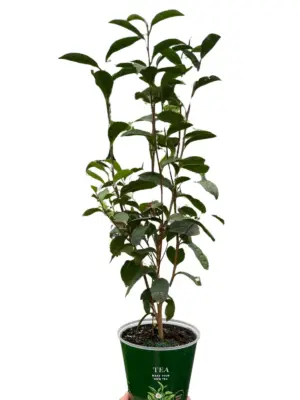 ED Tea houseplant