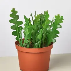 Epiphyllum 'Ric Rac' Cactus houseplant
