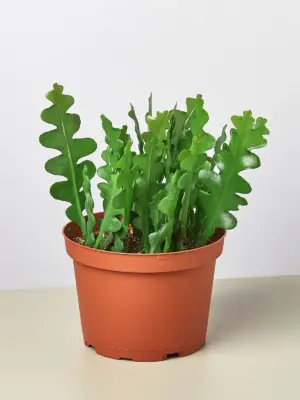 Epiphyllum 'Ric Rac' Cactus houseplant