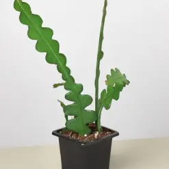 Epiphyllum 'Ric Rac' Cactus — additional view