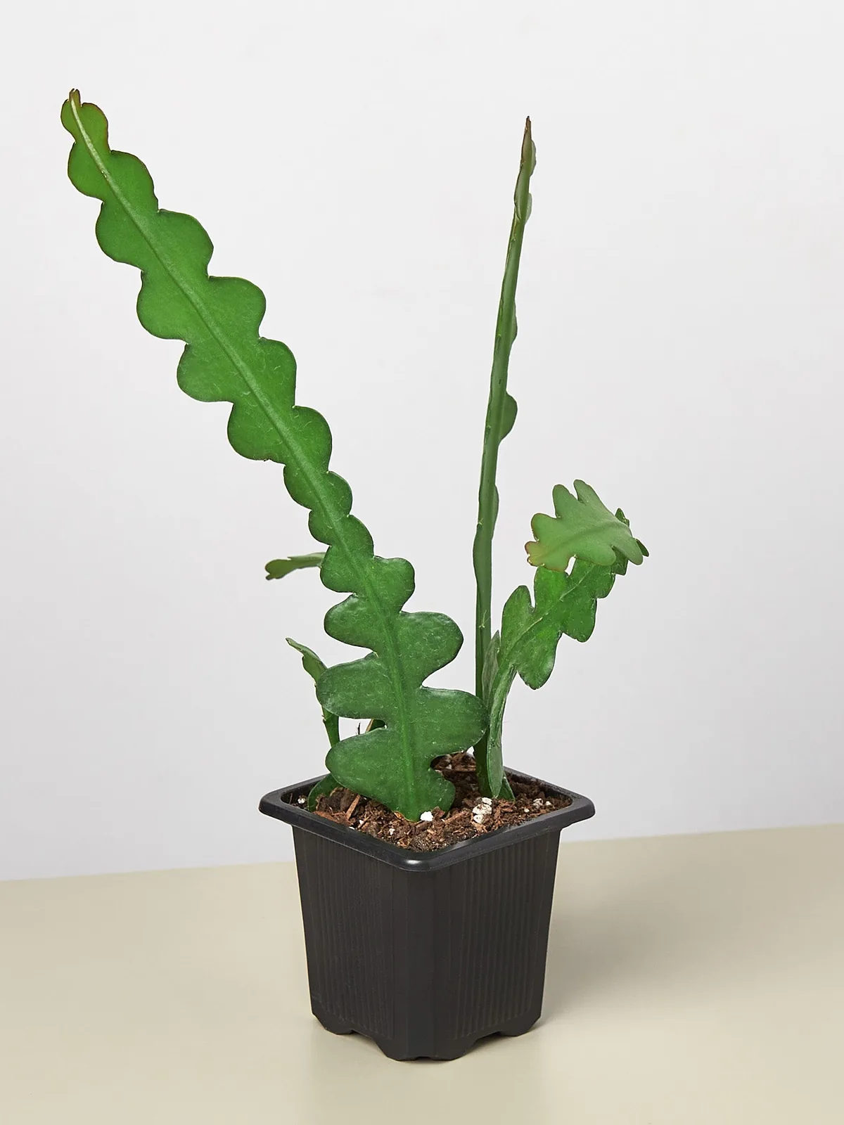 Epiphyllum 
