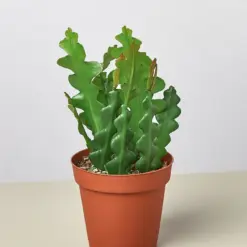 Epiphyllum 'Ric Rac' Cactus — additional view