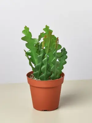 Epiphyllum 'Ric Rac' Cactus — additional view