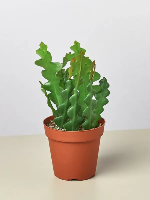 Epiphyllum 'Ric Rac' Cactus — additional view