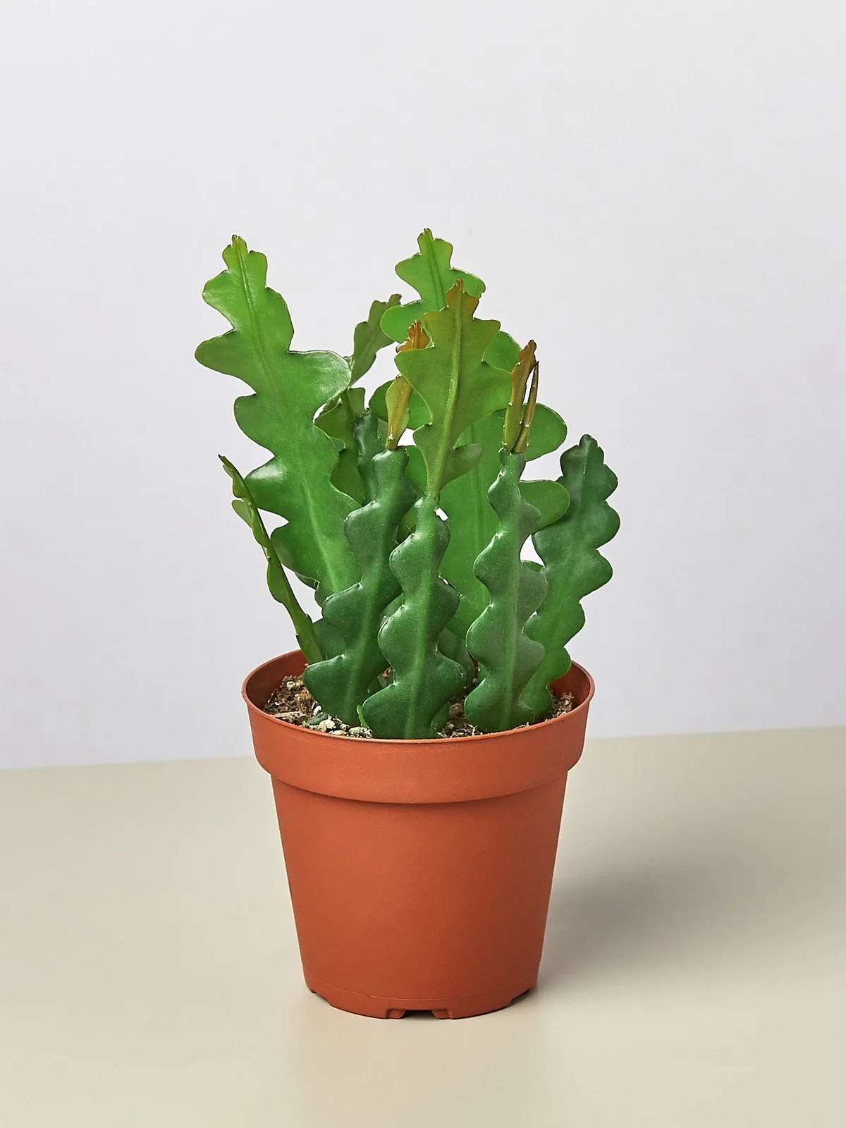 Epiphyllum 