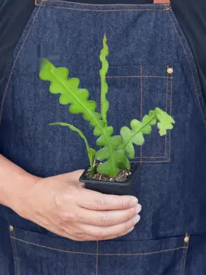 Epiphyllum 'Ric Rac' Cactus — additional view