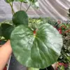 Farfugium japonicum houseplant