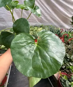 Farfugium japonicum houseplant