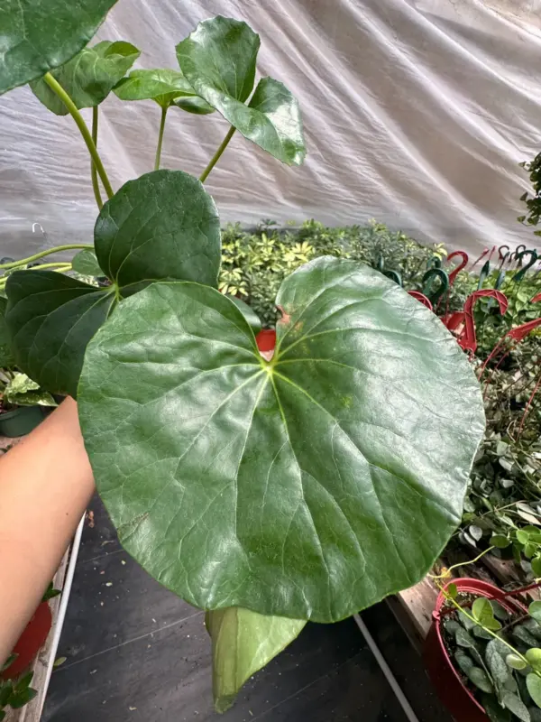 Farfugium japonicum houseplant