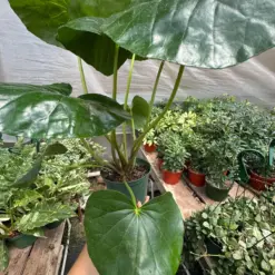 Farfugium japonicum — additional view