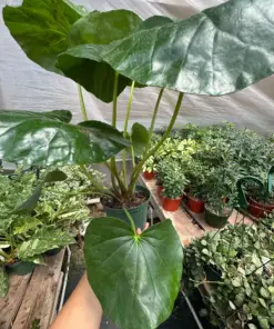 Farfugium japonicum — additional view