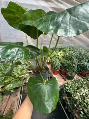 Farfugium japonicum — additional view