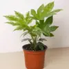 Fatsia 'Spider's Web' Spiders houseplant