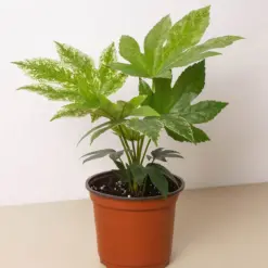 Fatsia 'Spider's Web' Spiders houseplant