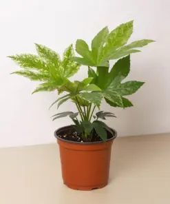 Fatsia 'Spider's Web' Spiders houseplant