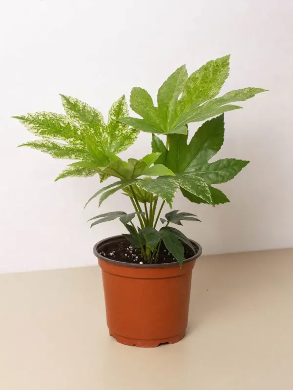 Fatsia 'Spider's Web' Spiders houseplant