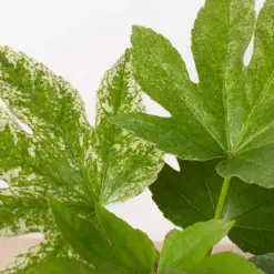 Fatsia 'Spider's Web' Spiders — additional view