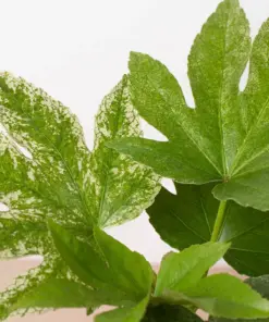 Fatsia 'Spider's Web' Spiders — additional view