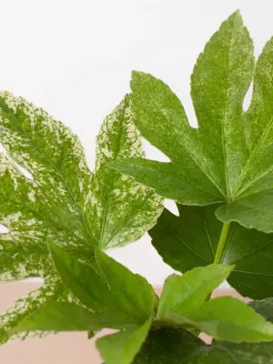 Fatsia 'Spider's Web' Spiders — additional view