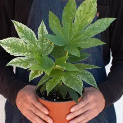 Fatsia 'Spider's Web' Spiders — additional view