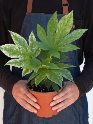 Fatsia 'Spider's Web' Spiders — additional view