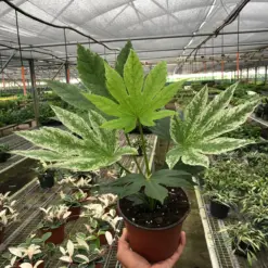 Fatsia 'Spider's Web' Spiders — additional view