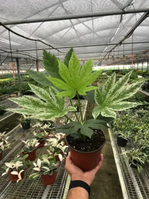 Fatsia 'Spider's Web' Spiders — additional view