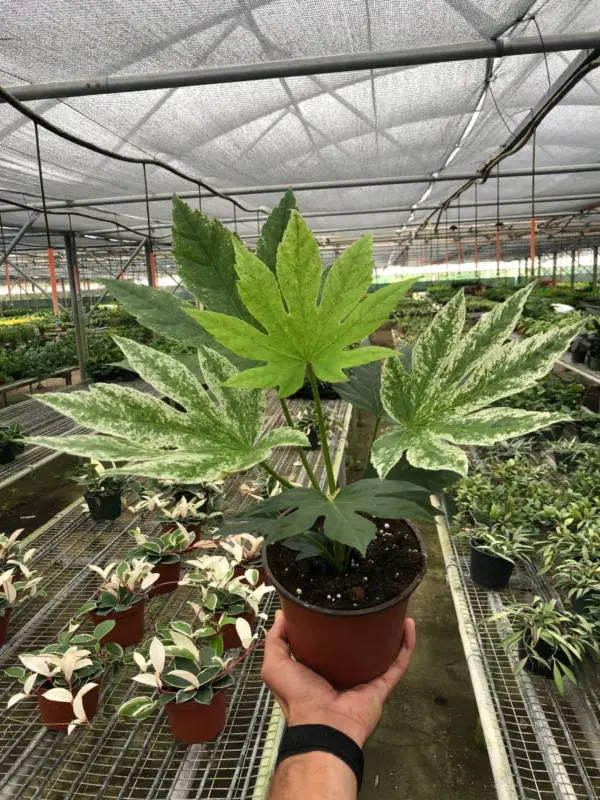 Fatsia 'Spider's Web' Spiders — additional view