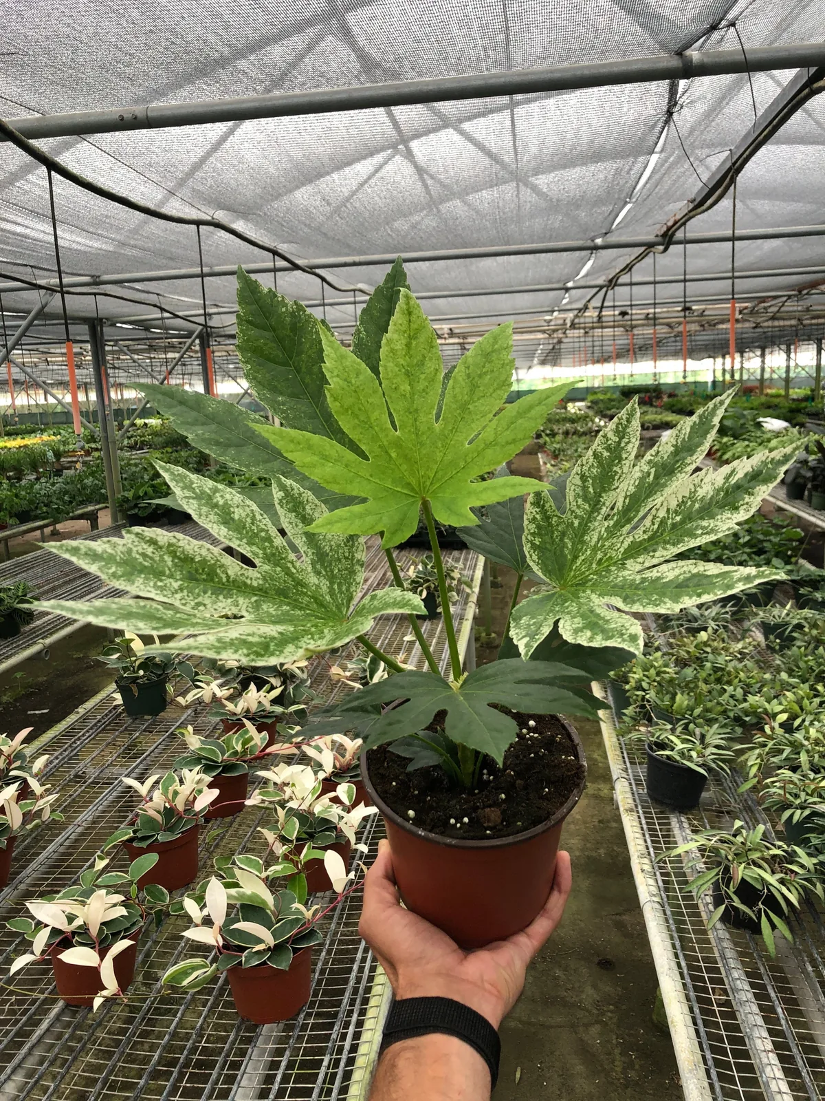 Fatsia 
