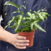 Pteris Cretica 'Albo Fern' houseplant